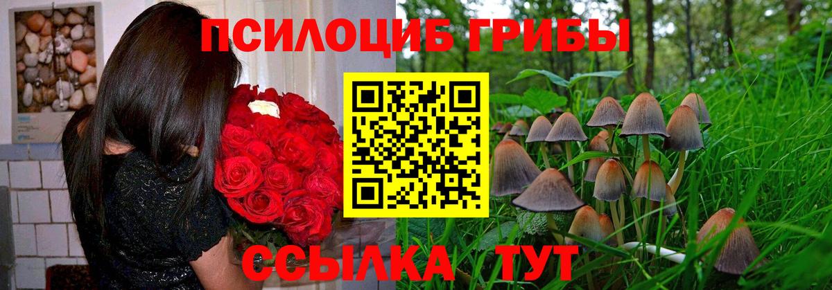 Псилоцибиновые грибы Psilocybe Великий Устюг